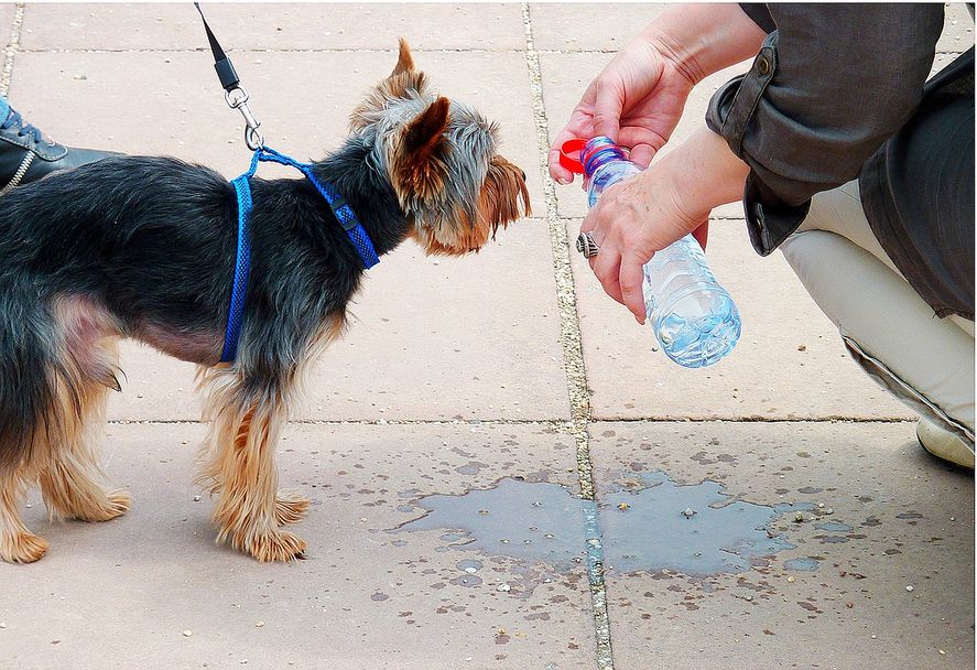 La semana está presentando temperaturas más altas, llegando a los 35 grados de máxima, por lo que existen ciertos cuidados que se deben tener con las mascotas.