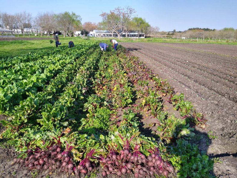 La cosecha de verduras fue en la Unidad 12 de Gorina