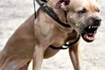 dos pitbulls y un dogo atacaron a una mujer y su nieto de 3 anos: el nene estuvo en el quirofano 5 horas