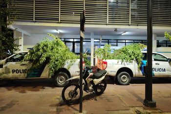 la plata: cometieron una entradera para robar una plantacion de marihuana