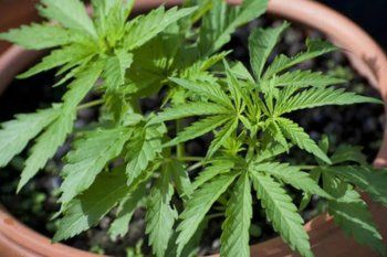 Un joven fue asesinado de un disparo cuando escapaba con una planta de marihuana