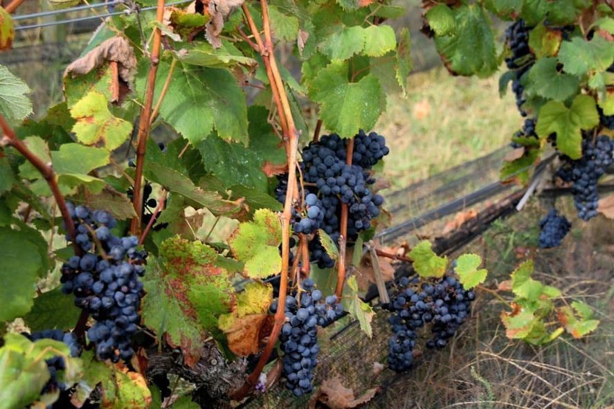 Cada 24 de noviembre se celebra el Día del Vino Argentino. 