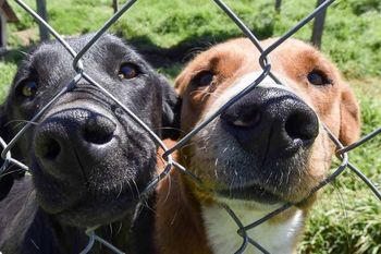 Una ONG de Esteban Echeverría creó la primera plataforma adoptar animales del país.