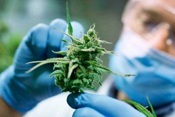 un hospital de pergamino se convirtio en el primero del pais en brindar talleres de cannabis a residentes 