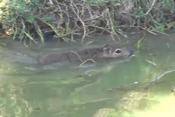 La carpincha vivirá en el lago del parque San Martín de Pehuajó