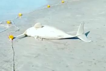 Presentaron una denuncia penal por el hombre que se llevó el delfín de Mar del Tuyú