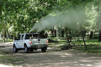 Dengue 