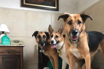 la hosteria de pilar que aloja a perros como si fueran humanos