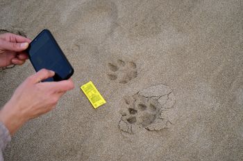 Las huellas de pumas en Villa Gesell