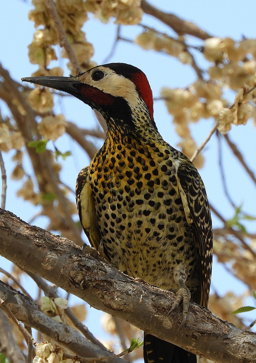 Los estorninos comenzaron a reproducirse antes que las especies nativas, utilizaron tres tipos de cavidades (naturales, de pájaros carpinteros y de Hornero).