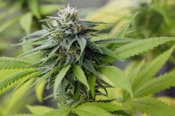 420- Por qué se celebra el día mundial de la marihuana en esta fecha