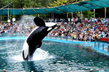 video y polemica: asi vive kshamenk, la ultima orca de mundo marino