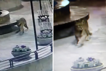 alerta y clases suspendidas en villa gesell por pumas sueltos: mira los videos