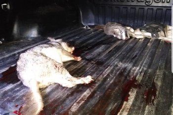 Algunos de los animales moribundos encontrados en la camioneta incautada en la ECAS de Berazategui 