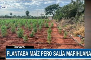 plantaba maiz pero salia marihuana