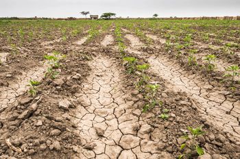 el gobierno nacional declaro la emergencia agropecuaria en 19 distritos bonaerenses