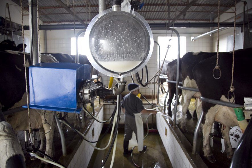Las productoras de leche bonaerenses solicitaron una audiencia por la problemática que viven en los tambos.