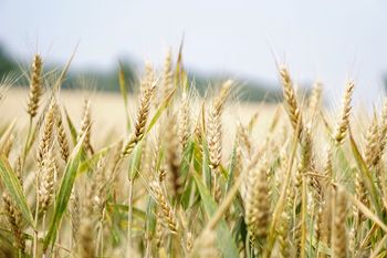 Volvió a subir el precio internacional del trigo