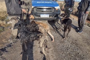 la plata: detienen a dos hombres cazando animales con galgos