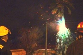 El incendio de la palmera se produjo durante la madrugada (Foto: El Rosalenio)