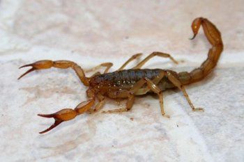 alerta por la aparicion de alacranes en la plata: ¿que hay que hacer si encontramos uno?