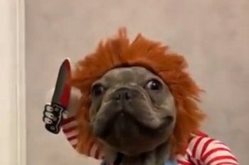 el ?perro chucky?: el video de mascotas mas compartido de los ultimos dias