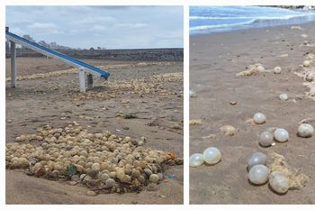 mar del plata otra vez sorprendida con la llegada masiva de huevos marinos a sus playas
