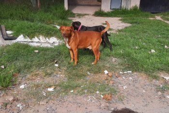 El perro de pelo marrón habría mordido a un nene de 10 años en el Barrio Aeropuerto
