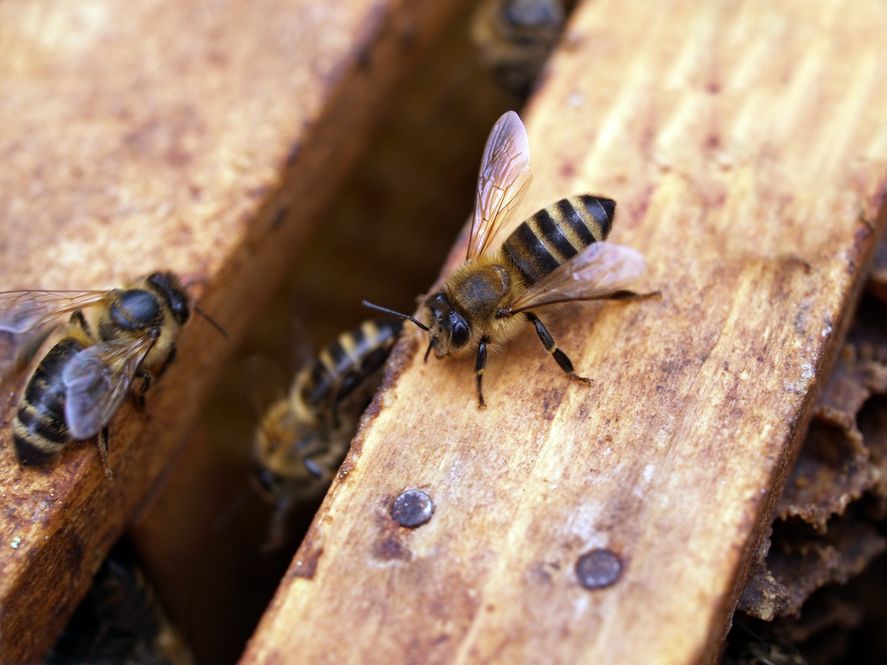 El rol de las abejas es clave para la conservación de la biodiversidad  
