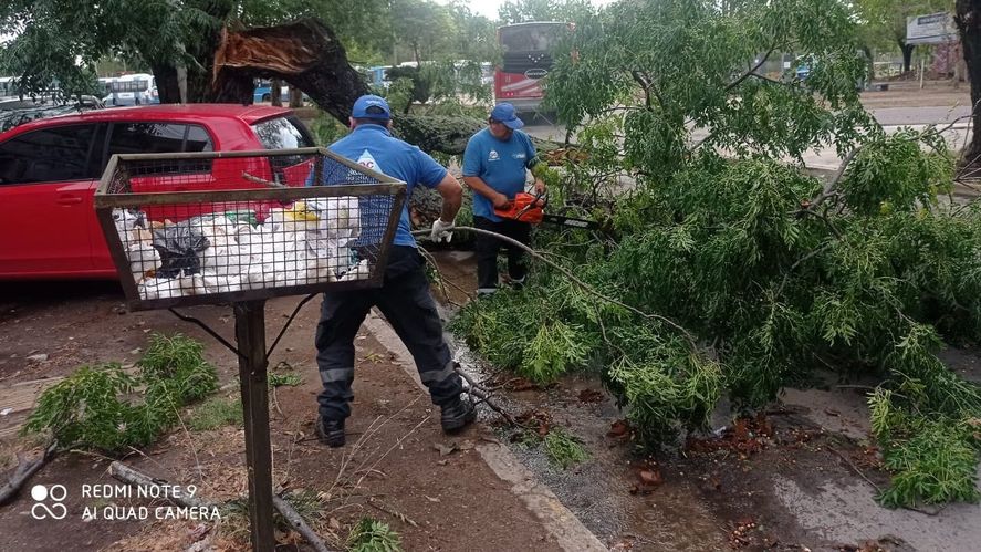 Árboles caídos por el temporal en Almirante Brown.