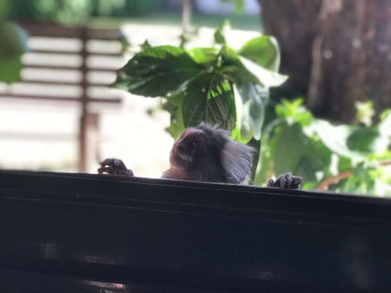 Varios animales fueron reubicados en un santuario de Entre Ríos