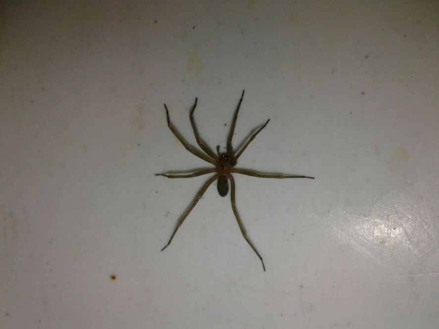 Araña violinista: cómo reconocerla y prevenir picaduras | Infocielo