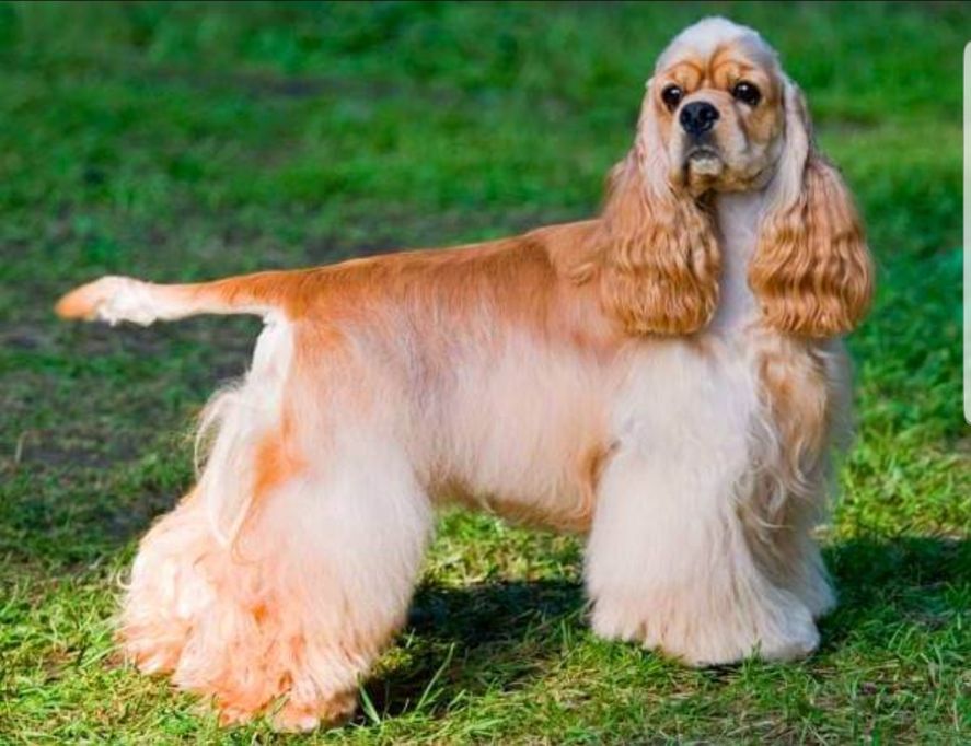 Así se ve un perro cocker con el que compararon el pelo planchado de las mujeres macristas
