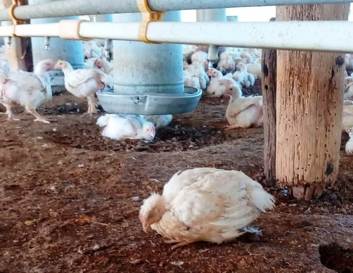 El primer caso de gripe aviar en un ave de corral fue detectado en Río Negro.