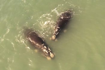 Las imágenes fueron tomadas desde playa Los Lobos