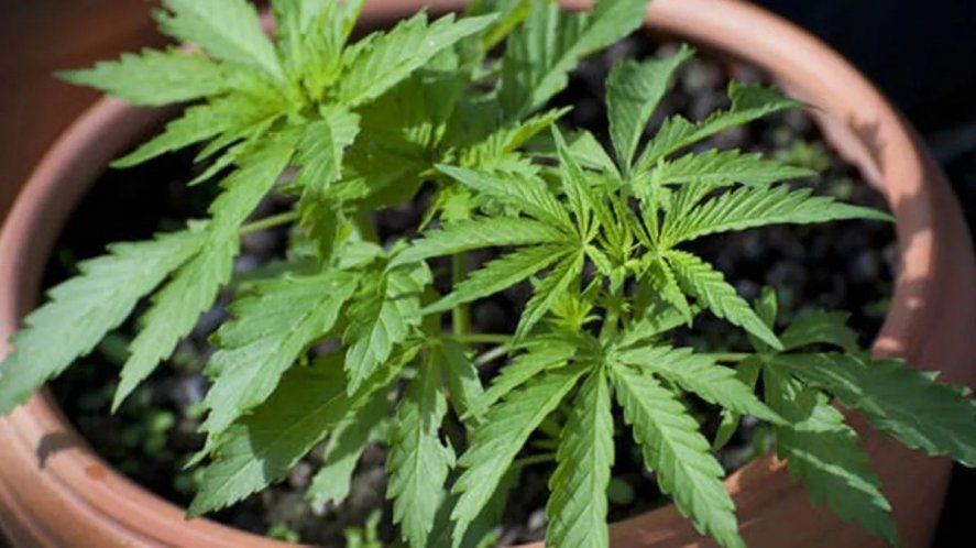 La Defensoría desaconsejó el consumo de marihuana durante el embarazo y la lactancia