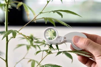 ¿Qué es el cannabis medicinal y para qué sirve?