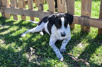 asi es el microchip para encontrar perros y gatos perdidos
