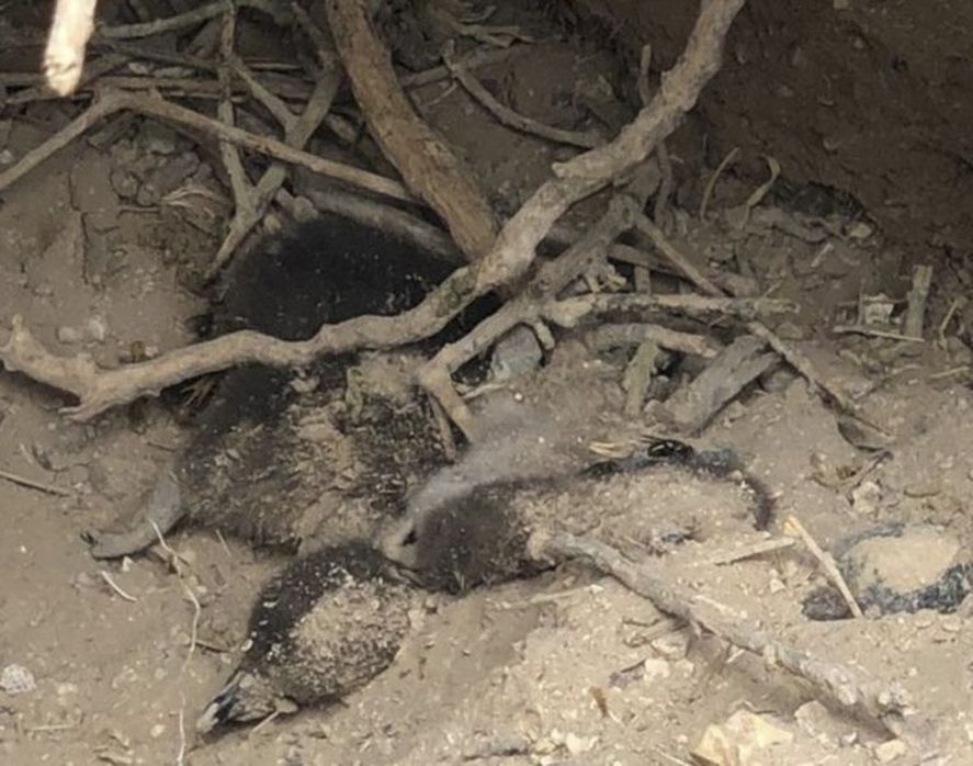 El hombre aplastó los nidos de pingüinos con una topadora (Diario Jornada)