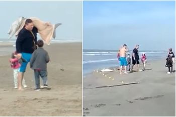 mar del tuyu: denuncian a un hombre que se llevo un delfin