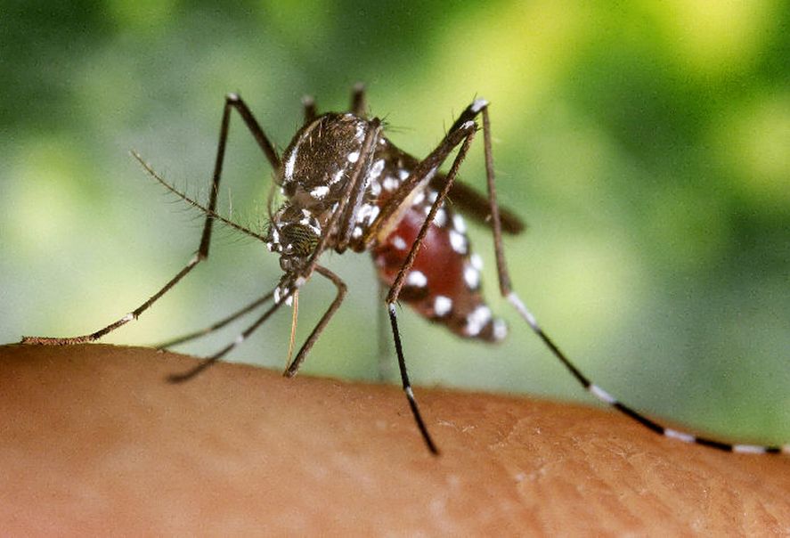 Con las altas temperaturas y las lluvias, los hogares se convierten en potenciales criaderos del mosquito vector del dengue. 