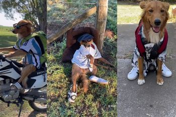 preguntale, el perro tiktoker de lincoln que enamora a todos con sus travesuras