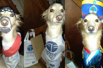 el divertido hilo de twitter de un perro que se disfraza para ocasiones especiales