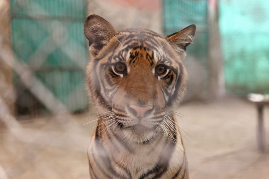 Fue a mediados de septiembre de 2020, cuando el Ministerio de Ambiente clausuró el zoológico de Luján y pidió la derivación de los animales a santuarios.