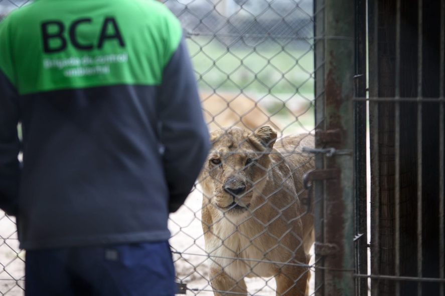 El Ministerio de Ambiente volvió a inspeccionar el Zoológico de Luján luego de nuevas denuncias por parte de un exempleado sobre maltrato animal.
