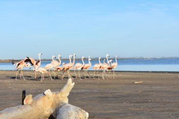 Los flamencos fueron liberados en el Lago Epecuén después de un proceso de rehabilitación