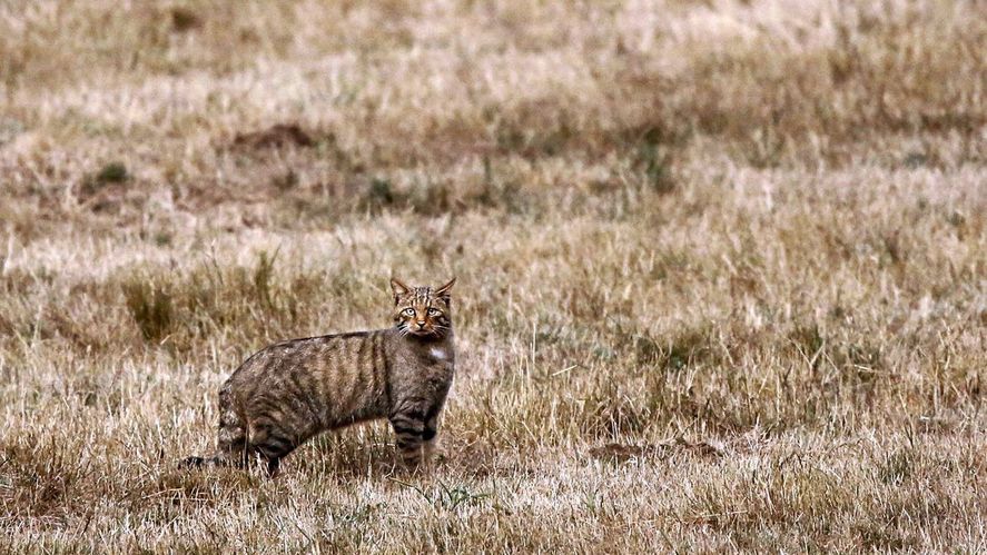 En el barrio la Atlántida de Santa Clara del Mar fue visto el animal silvestre y alarmaron a las familias de la zona.
