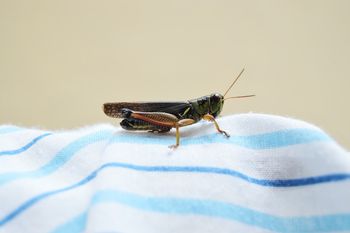 Para la prueba utilizaron grillos de la especie Gryllus assimilis (Foto ilustrativa)