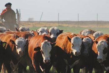Desde la entidad que agrupa carnicerías cuestionaron la falta de productividad del campo