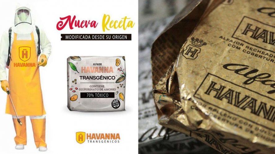 Dura denuncia contra la empresa Havanna por parte de ambientalistas. Los vínculos entre Pergamino y el trigo transgénico. 